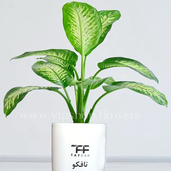 گل طبیعی دیفن باخیا تافکو کد 2029 — تصویر 3
