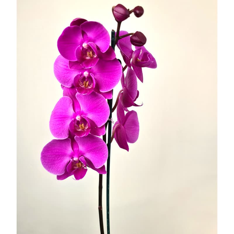 گیاه طبیعی ارکیده بنفش گل گیفت کد GP016 — تصویر 2